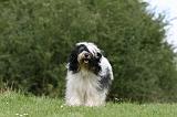 TERRIER DU TIBET 172